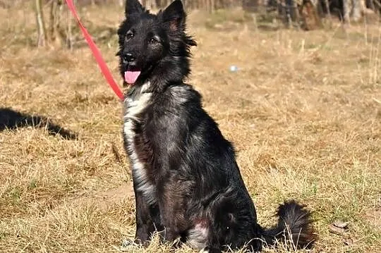 Reksik - czarny klejnocik :)