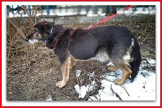 TOK,wyrzucony,starszy,poczciwy,łagodny piesek błaga o dom.PILNE, Podkarpackie, Rzeszów