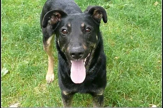 Dyzio - psi młodzieniec do adopcji!, mazowieckie Warszawa
