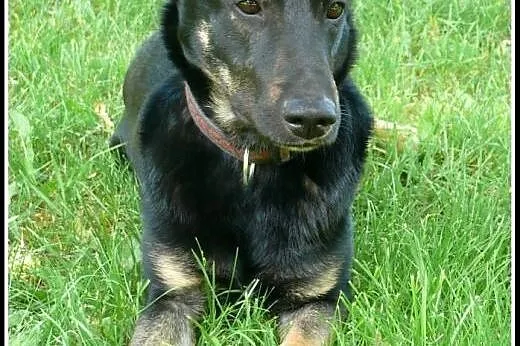 Dyzio - psi młodzieniec do adopcji!,  mazowieckie 