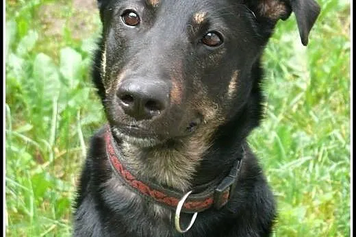 Dyzio - psi młodzieniec do adopcji!,  mazowieckie 