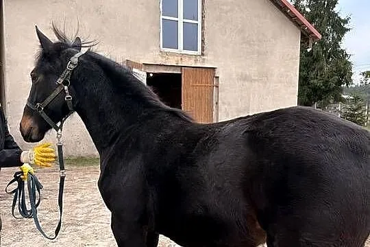 Klacz śląska roczna, Opolskie, Kluczbork