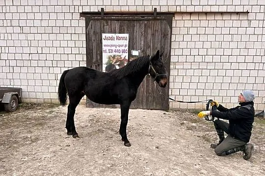 Klacz śląska roczna, Opolskie, Kluczbork