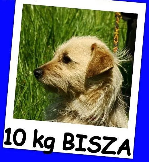 Mała,szorstkowłosa suczka BISZA,grzeczna,przyjazna