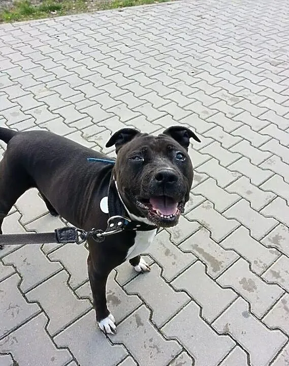 Urocza amstaffka JUMA szuka domu SZCZECIN