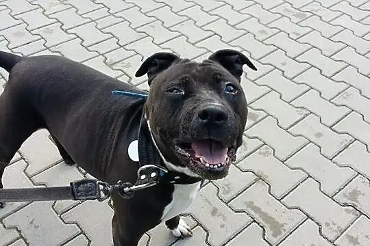 Urocza amstaffka JUMA szuka domu SZCZECIN