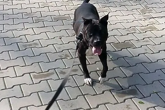 Urocza amstaffka JUMA szuka domu SZCZECIN