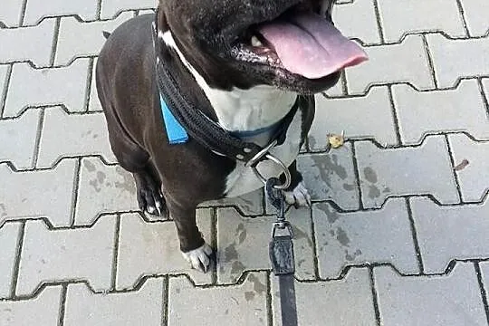 Urocza amstaffka JUMA szuka domu SZCZECIN