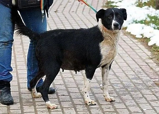 AISZA sunia o pięknej duszy- szuka domu na zawsze,