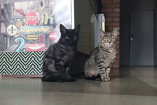 Młode: kocurek i kotka szukają domów