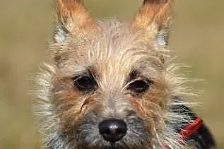 niewielka Dixi - wesoła suczka do adopcji !