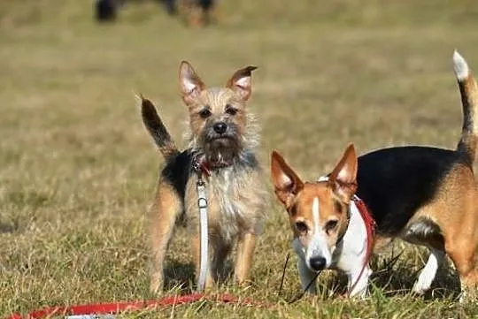 Niewielka Dixi - wesoła suczka do adopcji !