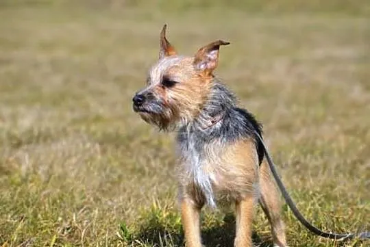 Niewielka Dixi - wesoła suczka do adopcji !