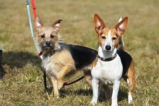 Niewielka Dixi - wesoła suczka do adopcji !