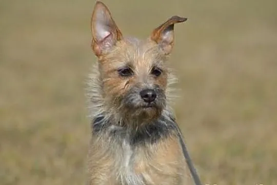 Niewielka Dixi - wesoła suczka do adopcji !