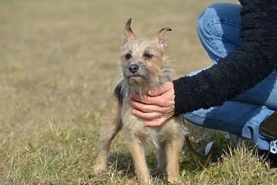 Niewielka Dixi - wesoła suczka do adopcji !