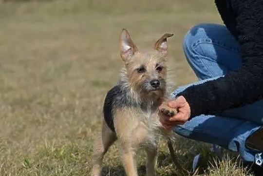 Niewielka Dixi - wesoła suczka do adopcji !