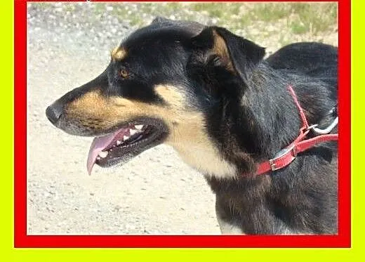 Wielkości owczarka niemieckiego,mądra,spokojna,suc