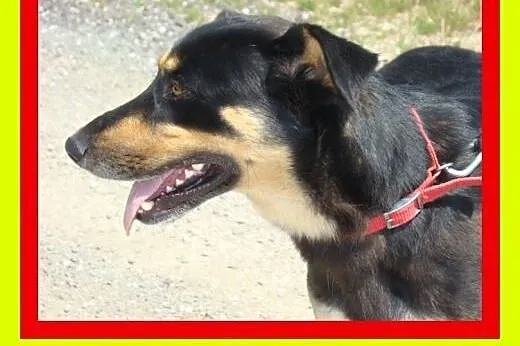 Wielkości owczarka niemieckiego,mądra,spokojna,suc