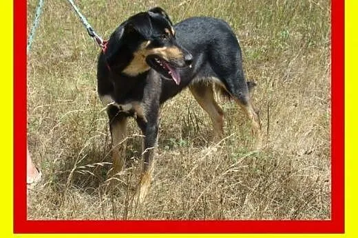 Wielkości owczarka niemieckiego,mądra,spokojna,suc
