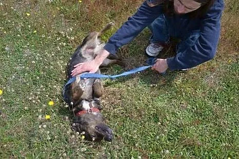 Proszę Państwa - oto Miś. Miś jest bardzo smutny d