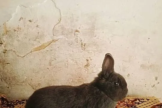 Samiec Wiedeński Niebieski, Podkarpackie, Obarzym