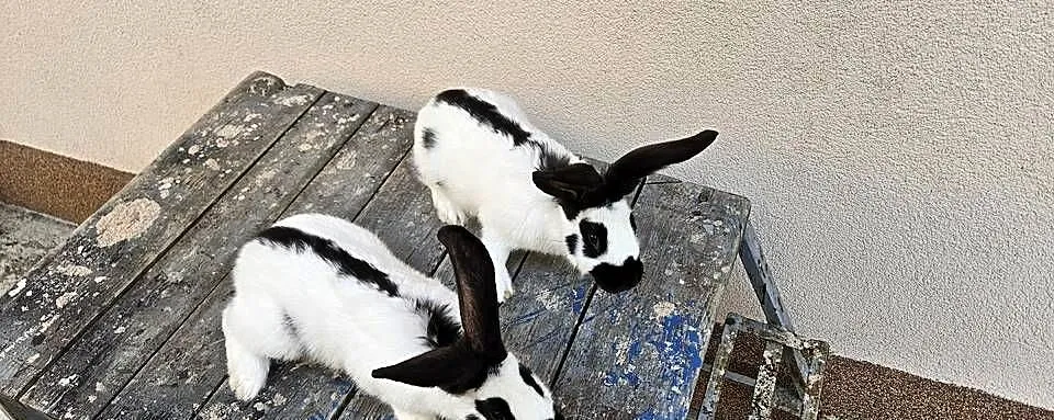 Olbrzym srokacz czarny srokacz czarny młode królik, Małopolskie, Miechów