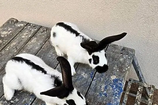 Olbrzym srokacz czarny srokacz czarny młode  królik, Małopolskie, Miechów