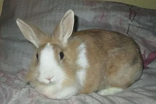 Śliczny króliczek :)