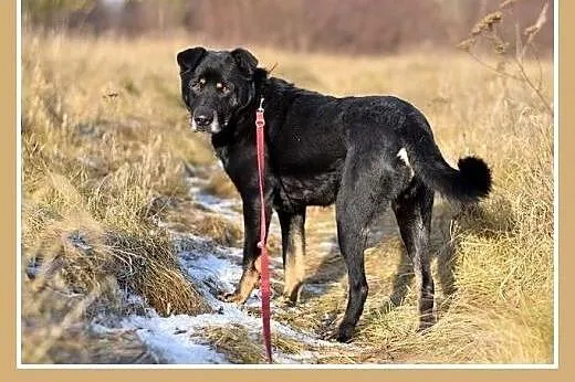 17 kg, pogodny,przyjacielski,kontaktowy piesek MAD