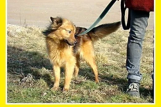 12kg,przyjazny,łagodny,towarzyski długowłosy piese
