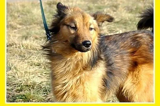 12kg,przyjazny,łagodny,towarzyski długowłosy piese