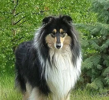 Owczarek collie