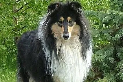 Owczarek collie