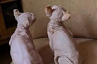 Sfinksy gotowe do odbiory!!! *domowa hodowla* SPH Sphynx Sfinkx, Dolnośląskie, Jaworzyna Śląska