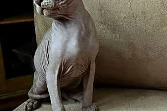 Sfinksy gotowe do odbiory!!! *domowa hodowla* SPH Sphynx Sfinkx, Dolnośląskie, Jaworzyna Śląska