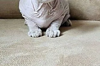 Sfinksy gotowe do odbiory!!! *domowa hodowla* SPH Sphynx Sfinkx, Dolnośląskie, Jaworzyna Śląska