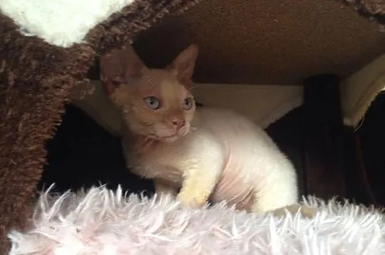 Devon Rex cudny kotek Point z hodowli Denaked Cats