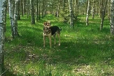 PIĄTEK &#8211; młody, niezwykłej urody psiak A