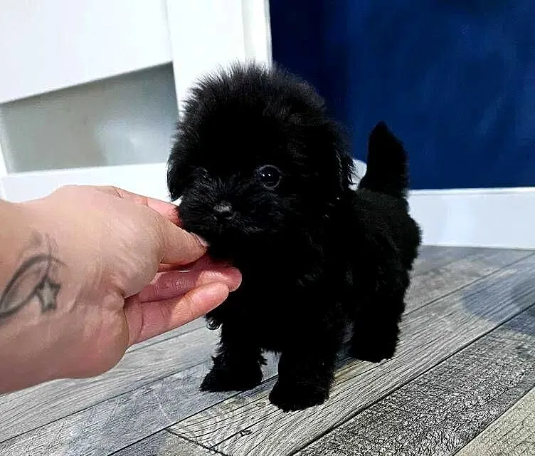 Maleńka suczka York Black - MINI, Wielkopolskie, Poznań