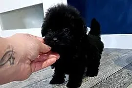 Maleńka suczka York Black - MINI