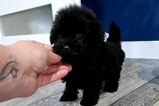 Maleńka suczka York Black - MINI, Wielkopolskie, Poznań
