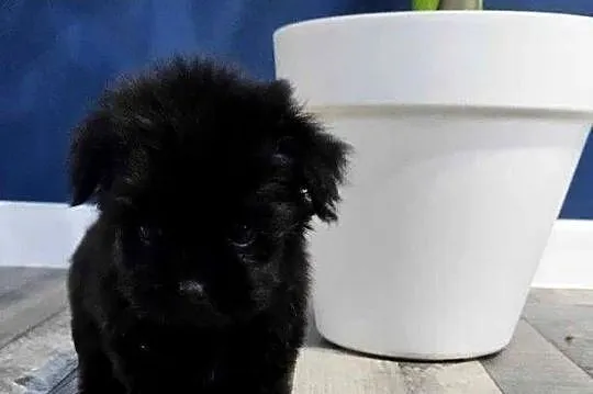Maleńka suczka York Black - MINI, Wielkopolskie, Poznań