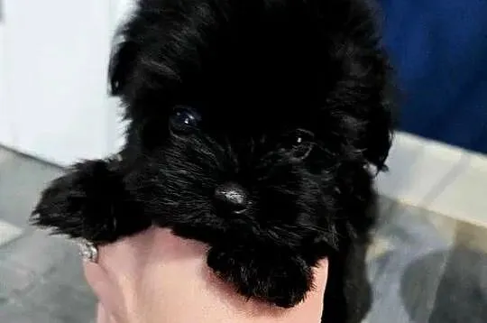 Maleńka suczka York Black - MINI, Wielkopolskie, Poznań