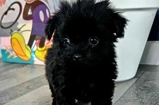 Maleńka suczka York Black - MINI, Wielkopolskie, Poznań