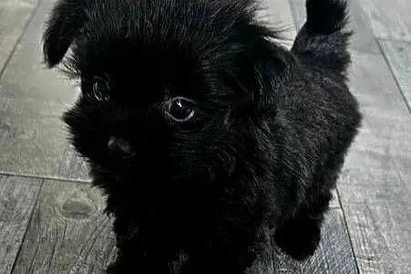 Maleńka suczka York Black - MINI, Wielkopolskie, Poznań