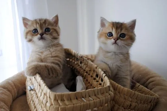 Kocięta Scottish Fold. Napisz do nas na WhatsApp: +27848239748, , Nerki