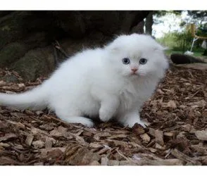 Kocięta Scottish Fold. Napisz do nas na WhatsApp: +27848239748