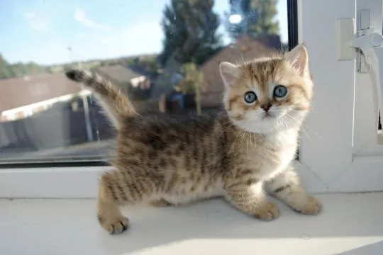 Kocięta Scottish Fold. Napisz do nas na WhatsApp: +27848239748, , Nerki