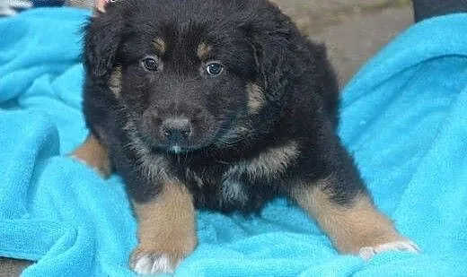 KOMU?! komu ?! Apetyczny 7-tyg KĄSEK chce do DOMU